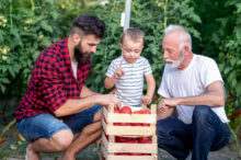 Grandfather,son and grandson working in greenhouse,picking tomatoes.